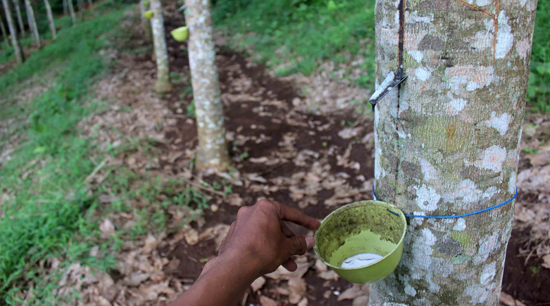 Ilustrasi/Net


Kebun Karet PTPN XII Dijarah : Koordinator Manager Kebun PTPN XII, 
Malang, Jawa Timur, Budi Karyono merawat pohon karet siap panen di Kebun 
Pancursari, Kecamatan Sumbermanjing Wetan, Malang, Senin (30/10). 
Sebanyak 16.000 pohon karet dari 21.000 pohon seluas 38,92 hektare di 
kebun setempat rusat akibat dibabat dan dibakar oleh orang tidak 
bertanggung jawab sehingga PTPN XII menelan kerugian mencapai Rp5,7 
miliar. Kasus itu sudah dilaporkan ke Polres Malang.