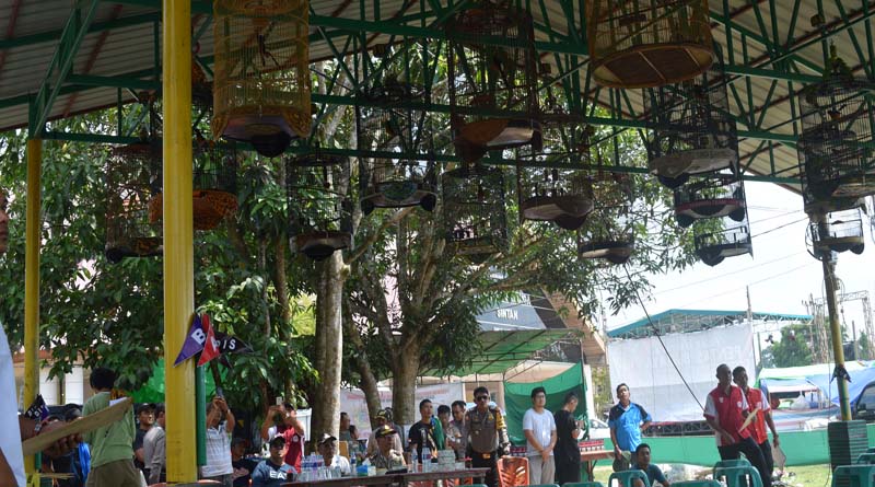 Kontes Burung Berkicau di Sintang