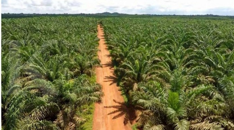 Perkebunan Kelapa Sawit