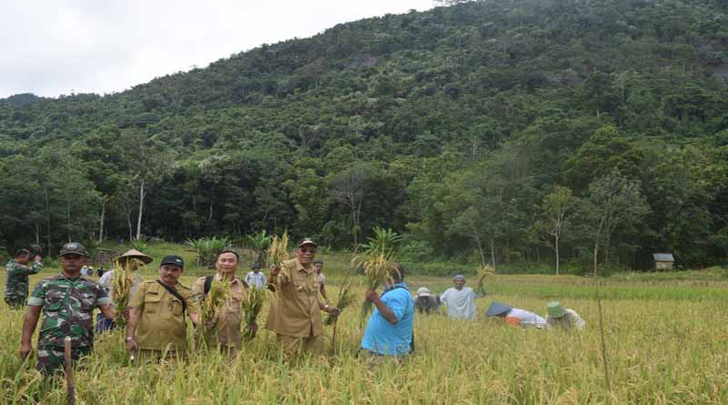 Bupati Sintang Panen Padi di Sungai Maram