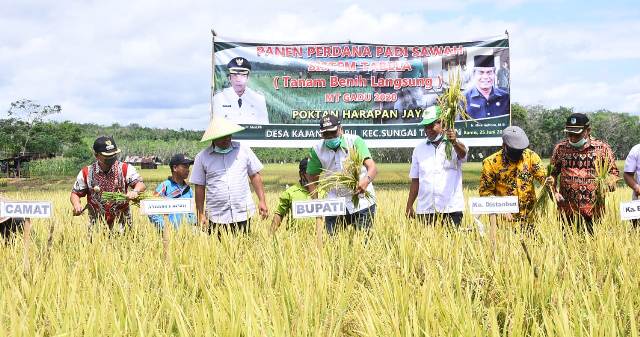 Panen Padi di Desa Kajang Baru