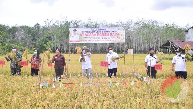 Kadis Perindag Kop dan UKM Sintang, Sudirman Saat Panen Raya Padi di Desa Peribang Baru. Poto Anwar