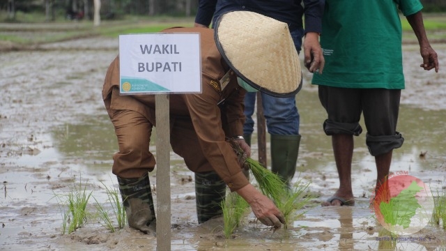 Wabup Sanggau, Yohanes Ontot Saat Tanam Padi