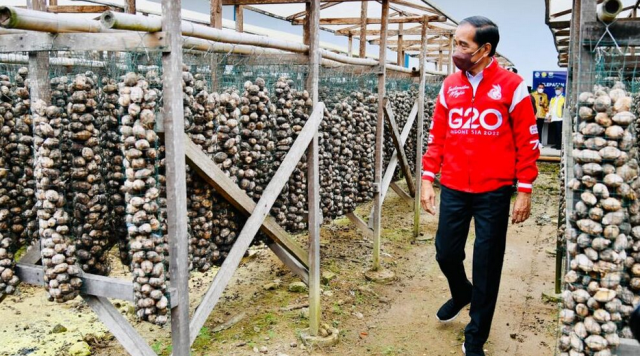 Presiden Joko Widodo melepas komoditas pinang biji untuk diekspor di pabrik CV Indokara, Kabupaten Muaro Jambi, Provinsi Jambi, Kamis, 7 April 2022. Foto: BPMI Setpres