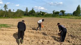 Anggota Polres Melawi saat melakukan penaburan benih jagung. (Ist) 