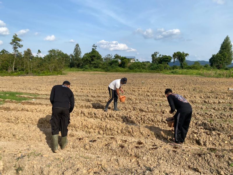 Anggota Polres Melawi saat melakukan penaburan benih jagung. (Ist) 
