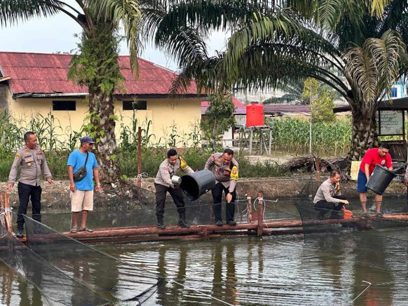 Kapolres Melawi Polda Kalbar AKBP Harris Batara Simbolon turun langsung memimpin penaburan benih ikan di lingkungan Polsek Nanga Pinoh, Selasa (10/2/2026). (Ist)